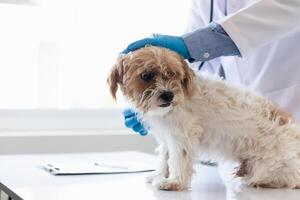 vétérinaires sont performant annuel vérifier UPS sur chiens à Regardez pour possible les maladies et traiter leur rapidement à assurer le animaux domestiques santé. vétérinaire est examiner chien dans vétérinaire clinique pour traitement photo