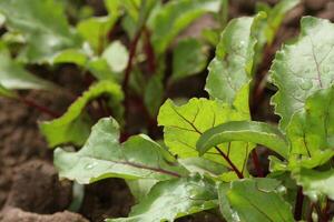 Jeune vert betterave des plans sur une chemin dans le légume jardin photo