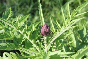 Jeune violet artichaut les plantes grandit dans une champ photo