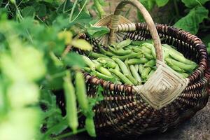 récolte de vert Frais pois cueillette dans panier . vert pois dosettes sur agricole champ. jardinage Contexte avec vert les plantes photo