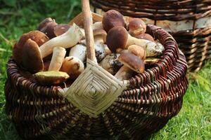 panier plein de Frais bolet champignons dans forêt photo