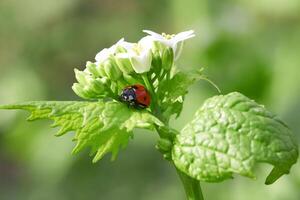 rouge coccinelle Contexte photo