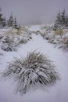 herbe forestière recouverte de neige fraîche photo