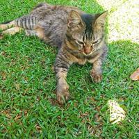 une chat relaxant sur le herbe. photo