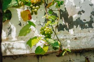 portrait de les raisins avec flou Contexte de feuilles photo