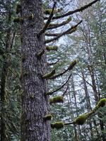 grand des arbres couvert avec mousse dans le à feuilles persistantes les forêts de Washington Etat photo