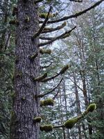 grand des arbres couvert avec mousse dans le à feuilles persistantes les forêts de Washington Etat photo