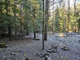 des rayons de ensoleillement qui passe par grand des arbres dans à feuilles persistantes les forêts de Washington Etat parc photo