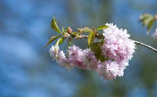 proche en haut de Cerise fleur branche dans plein Floraison photo