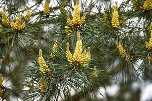 Naturel essence de le pin arbre pendant printemps Floraison photo