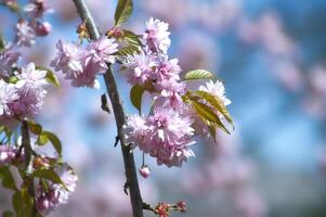 branche de rose Sakura ou Cerise fleur fleurs dans plein Floraison photo