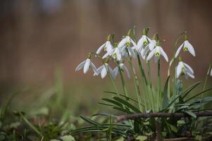 perce-neige épanouissement au milieu de verdure flou Contexte photo