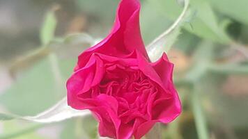 petit Naturel rouge Rose Contexte. photo