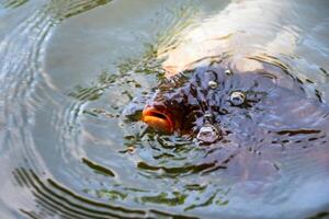 noir koi poisson nishikigoi nager dans étang avec en mangeant alimentation photo