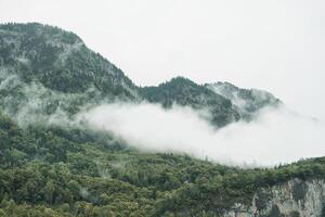 brumeux vert Montagne avec pin forêt dans le Matin photo