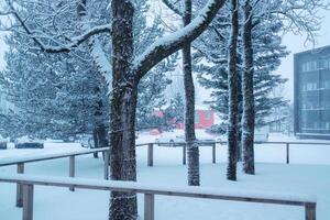 sapin arbre avec neige couvert dans hiver photo