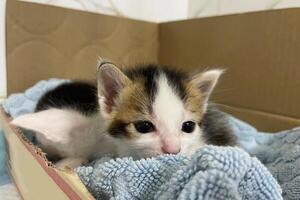 mignonne peu chatons dans une papier carton boîte. animaux domestiques concept. photo