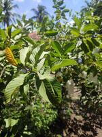 feuilles, brindilles et goyave des arbres dans le jardin photo