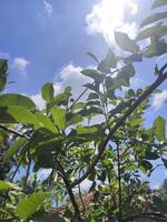 feuilles, brindilles et goyave des arbres dans le jardin photo