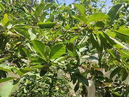 feuilles, brindilles et goyave des arbres dans le jardin photo