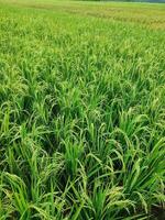 mûr riz dans agricole champ. Naturel Contexte de riz sur agricole atterrir. sélectif concentrer photo