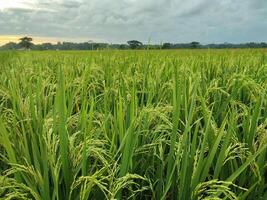 mûr riz dans agricole champ. Naturel Contexte de riz sur agricole atterrir. sélectif concentrer photo