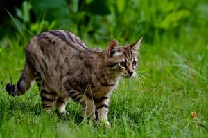 ai généré chats prêt posture suggère chasse l'instinct dans Naturel environnement photo