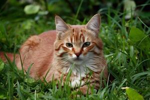 ai généré rouge chat repose gracieusement au milieu de luxuriant vert herbeux alentours photo