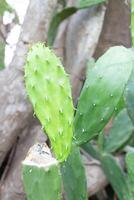 cactus dans jardin, Thaïlande. opuntia ficus photo
