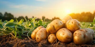 ai généré Frais biologique patates sur le champ, respectueux de la nature des produits. génératif ai photo