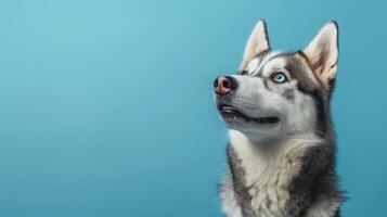 ai généré rauque chien sur une pastel bleu Contexte photo