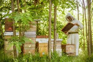 apiculteur est examiner le sien ruches dans forêt. apiculture professionnel profession. photo