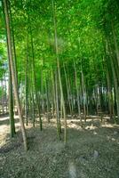 une vert bambou forêt dans printemps ensoleillé journée large coup photo