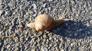 une escargot dans le milieu de le rue photo