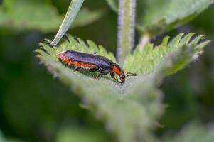 doux scarabée sur vert ortie feuille dans le magnifique la nature photo