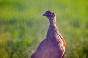 un jeune coq faisan dans un pré photo