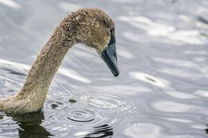 une Jeune cygne nage élégamment sur une étang photo