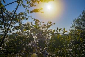 une branche avec blanc Cerise fleur bourgeons photo