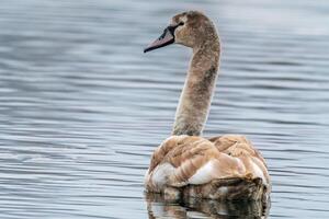 magnifique Jeune marron cygne nage sur une étang photo