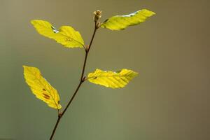 vert feuilles à une Frais branche photo