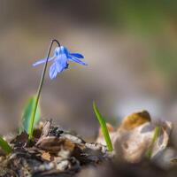 une doux fleur fleur dans une la nature jardin photo