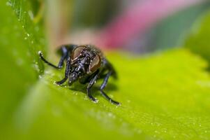 petit gaz masque mouche sur vert feuille dans Frais saison la nature photo