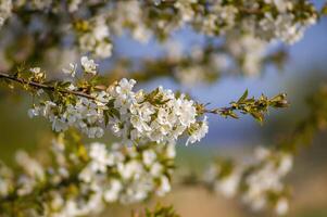 une branche avec blanc Cerise fleur bourgeons photo