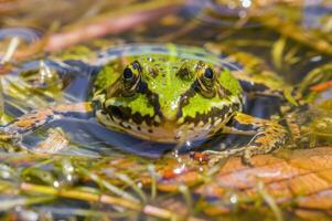 glissant grenouille dans une étang dans la nature photo