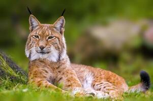 une sauvage Lynx est cache dans le forêt photo