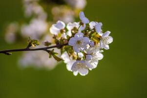 une branche avec blanc Cerise fleur bourgeons photo