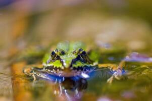 glissant grenouille dans une étang dans la nature photo