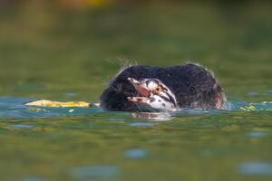 Jeune génial huppé grèbe poussin nage sur une étang photo
