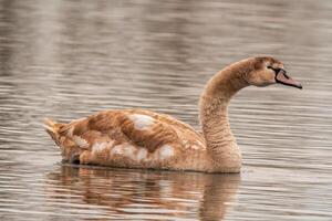 magnifique Jeune marron cygne nage sur une étang photo