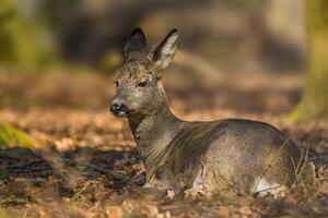 cerf pâturage et relaxant dans la nature photo